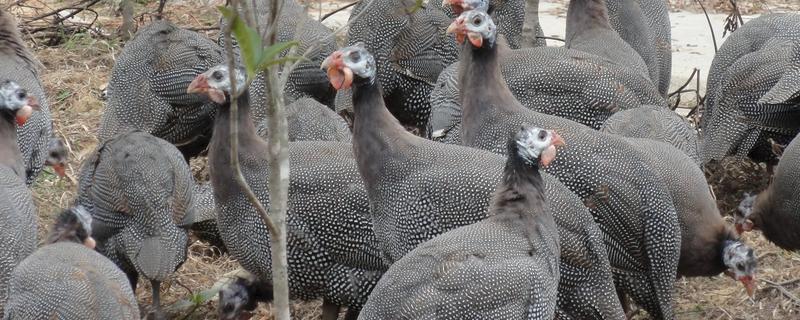 珍珠鸡如何养殖一定要根据情况调整鸡舍的温度(图1)