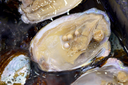 聚焦生态协同创新共探珠贝产业升级路径(图1)