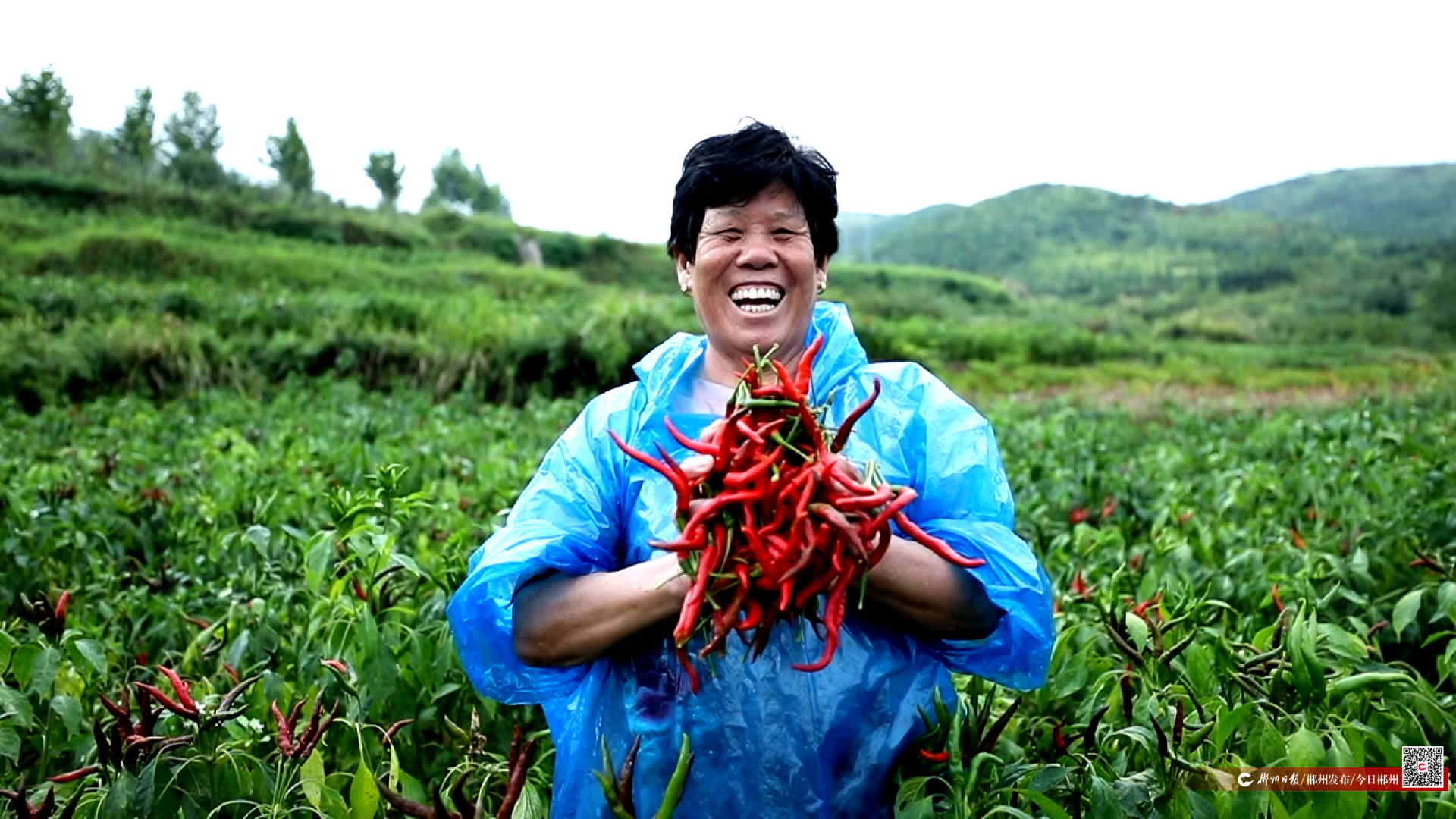 才聚林邑 郴就未来丨北雁南飞 辣业兴农——记东北“辣妹子”张惠影和她的湘南“辣椒版图”(图3)