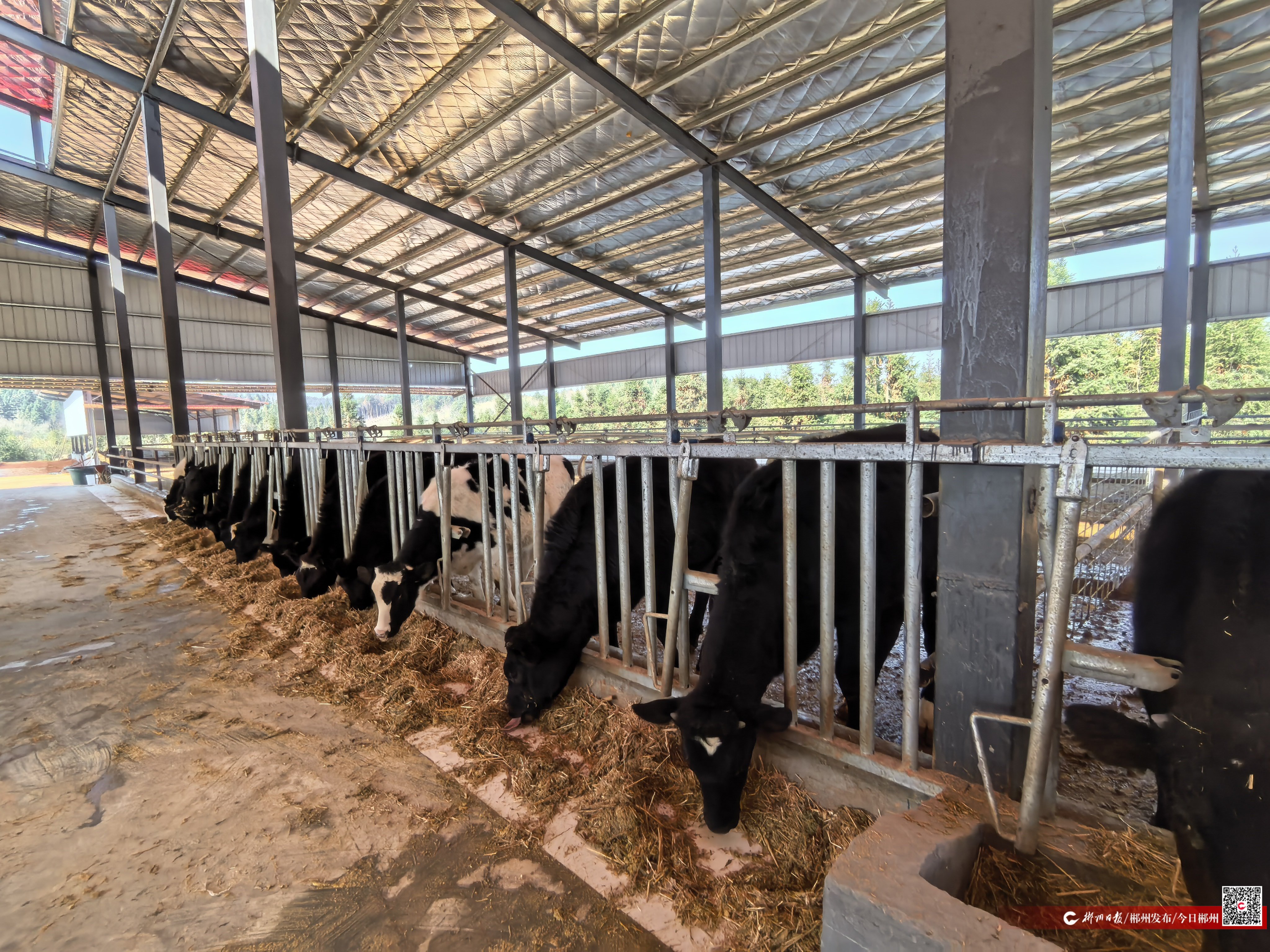 才聚林邑 郴就未来丨北雁南飞 辣业兴农——记东北“辣妹子”张惠影和她的湘南“辣椒版图”(图5)