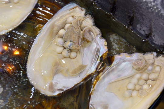 珍珠的养殖 - 道客巴巴(图1)