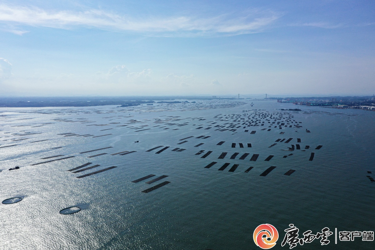 挺进蔚蓝 强港兴海——防城港市推动向海经济高质量发展观察(图6)