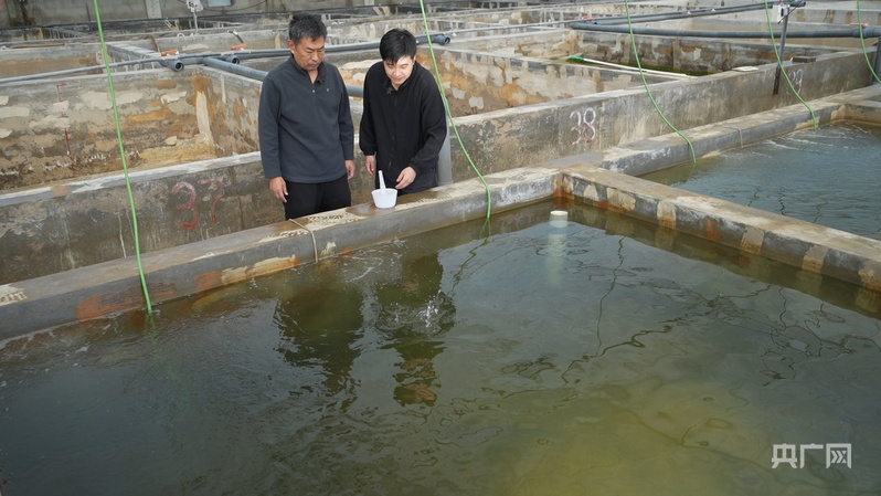 新春走基层 年夜饭添“鲜”味 国产三文鱼打破进口垄断(图3)