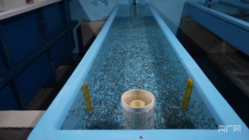 新春走基层 年夜饭添“鲜”味 国产三文鱼打破进口垄断(图2)