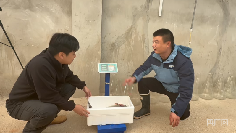 新春走基层 年夜饭添“鲜”味 国产三文鱼打破进口垄断(图5)