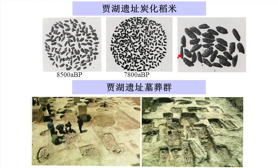 好稻米一碗好饭的灵魂(图1)