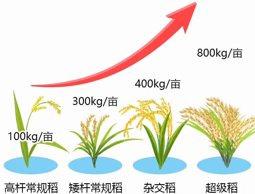 好稻米一碗好饭的灵魂(图3)