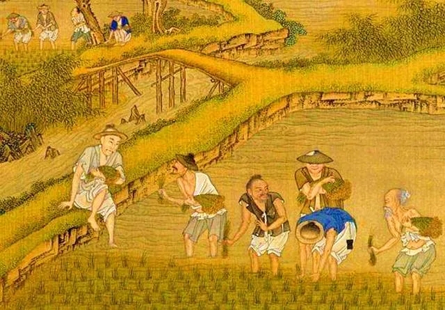 好稻米一碗好饭的灵魂(图2)