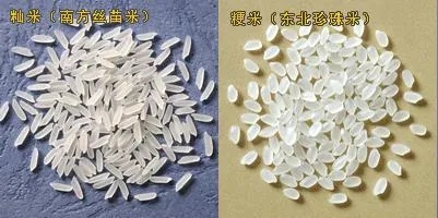 好稻米一碗好饭的灵魂(图4)