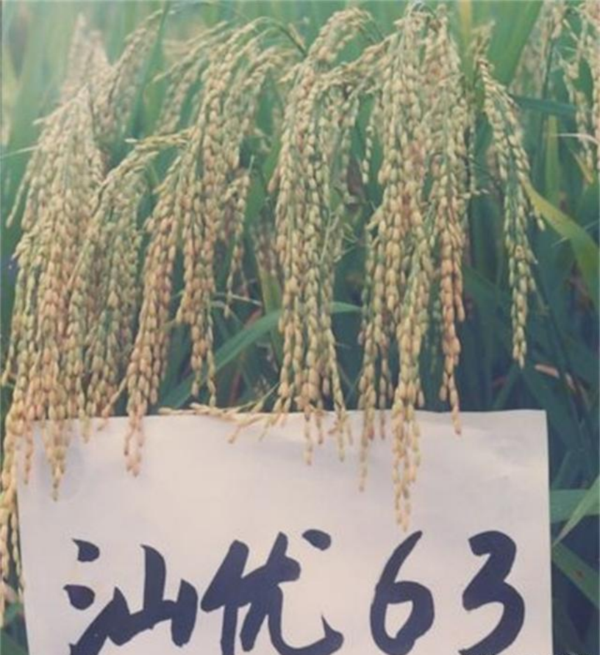 好稻米一碗好饭的灵魂(图6)