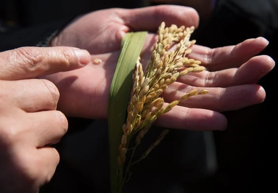 好稻米一碗好饭的灵魂(图7)