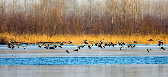 国际湿地城市何以是济宁？(图2)