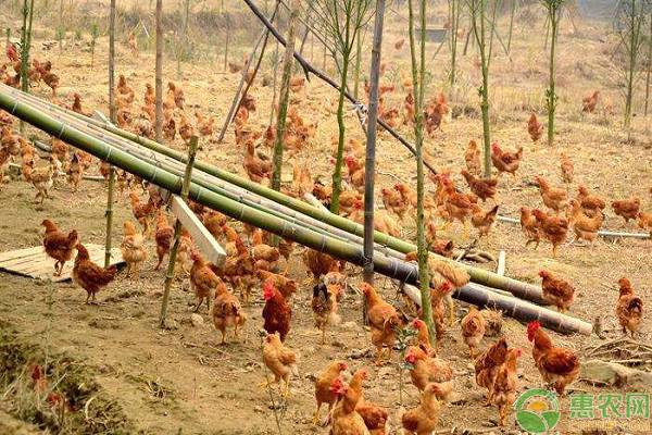 以“红”带“蓝”!广东恒兴集团以“红色引擎”驱动水产业“加速跑”(图1)