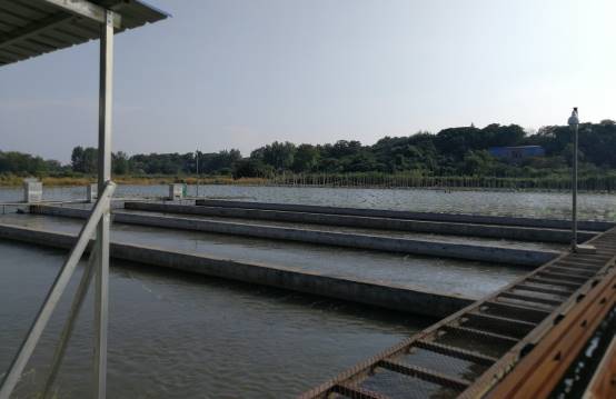 海水珍珠怎么鉴别?这5个方法轻松鉴别(图1)