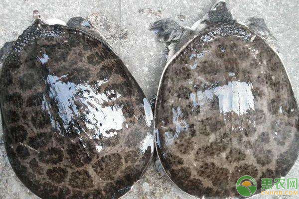 武汉新希望D10黑珍珠官方售楼处电话丨首页网站-武汉新希望D10黑珍珠官方营销中心欢迎您-2025最新价格-户型图-楼盘详情@售楼处中心(认证)(图1)