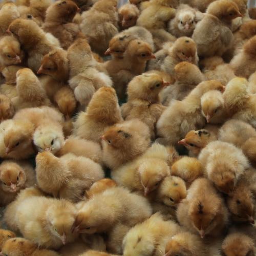 去越南旅游5日游攻略越南金牌导游电话?(图1)