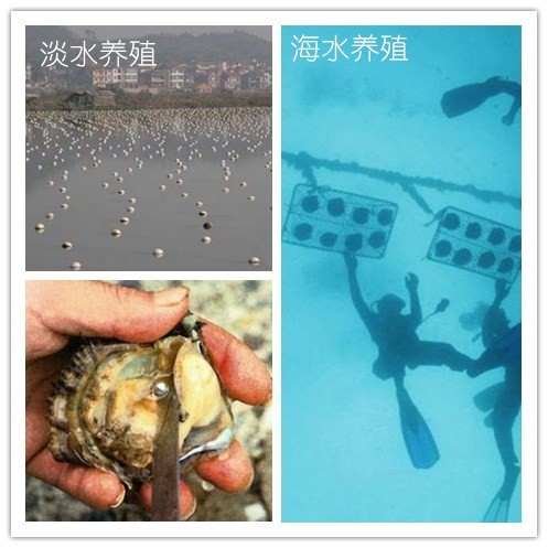 新春走基层 仙桃人春节家宴必上！沔城莲藕正当“食”(图1)