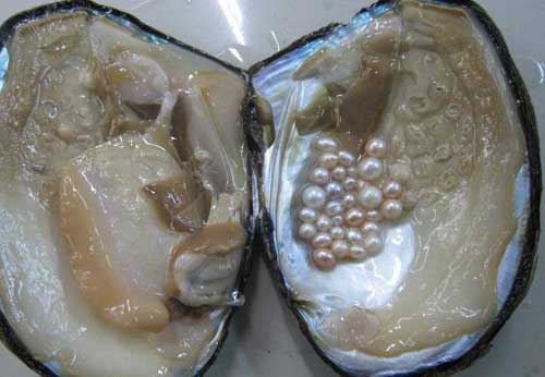 珍珠的采收和处理方法(图2)