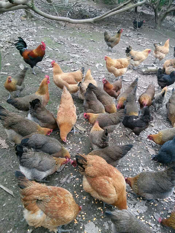 攻坚“村财乡管” 赋能乡村振兴(图1)