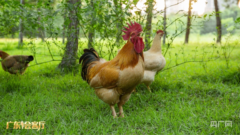 广东会客厅｜专访温氏股份董事温蛟龙：守正创新谋发展 粤品出海开新局(图3)