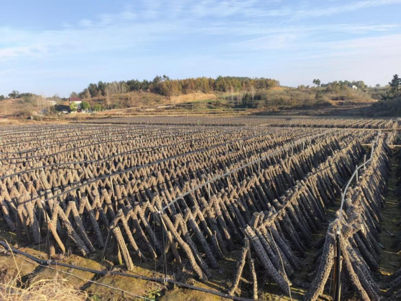 驻村工作队的振兴答卷(图1)