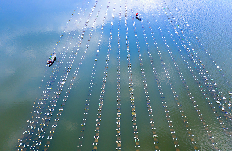 河南灵宝：沃野春潮涌 人勤地生金(图1)