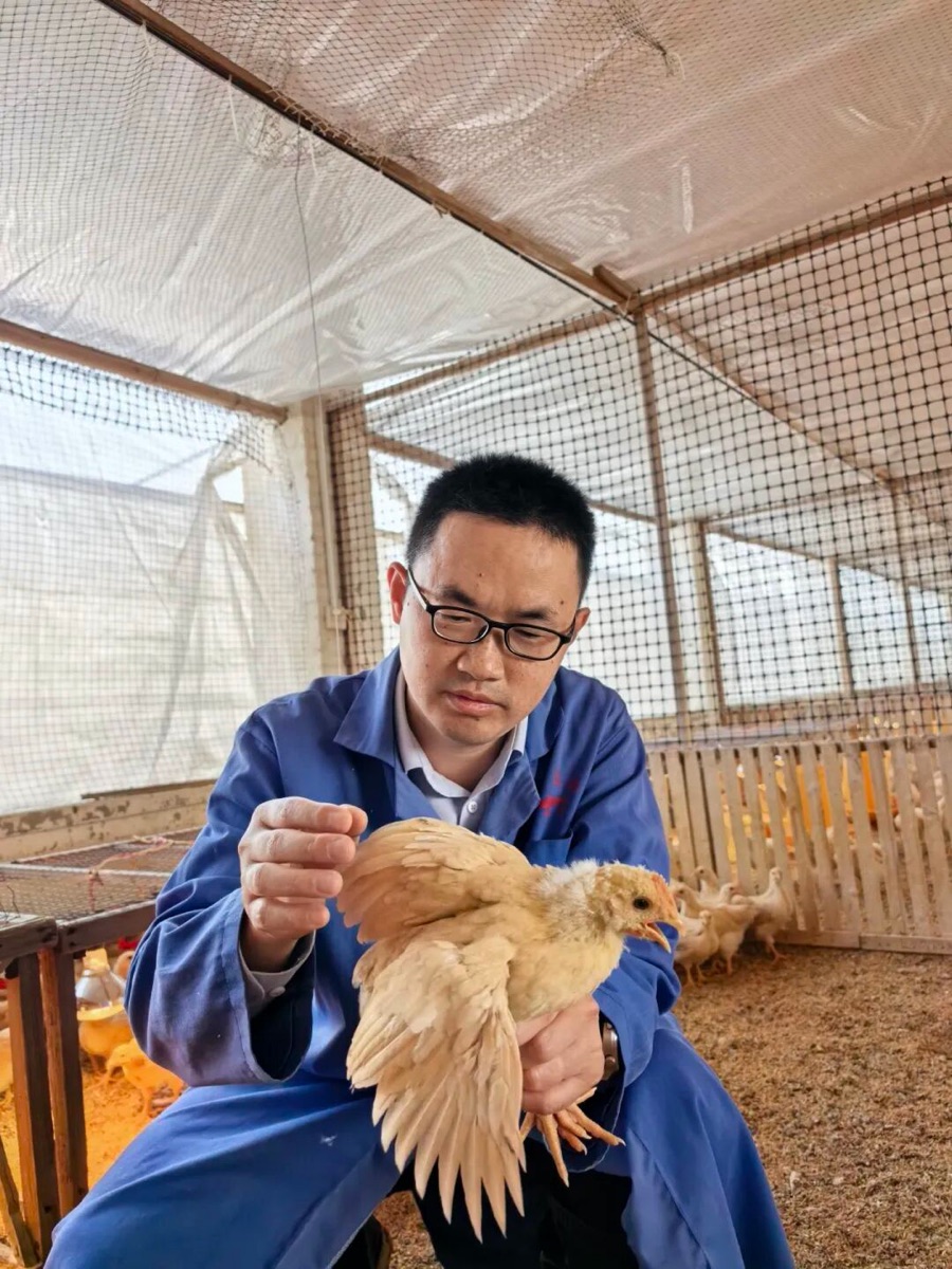 搭建首个土鸡数据库“大国工匠”刘松柏用大数据养鸡(图2)