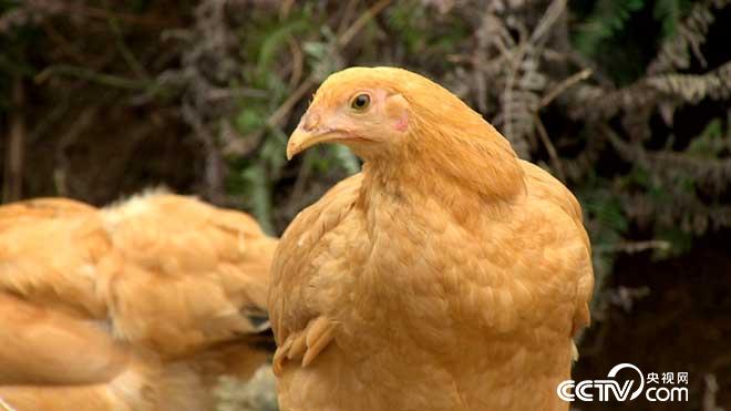 学习20年养鸡老师傅养鸡技术和方法(图1)