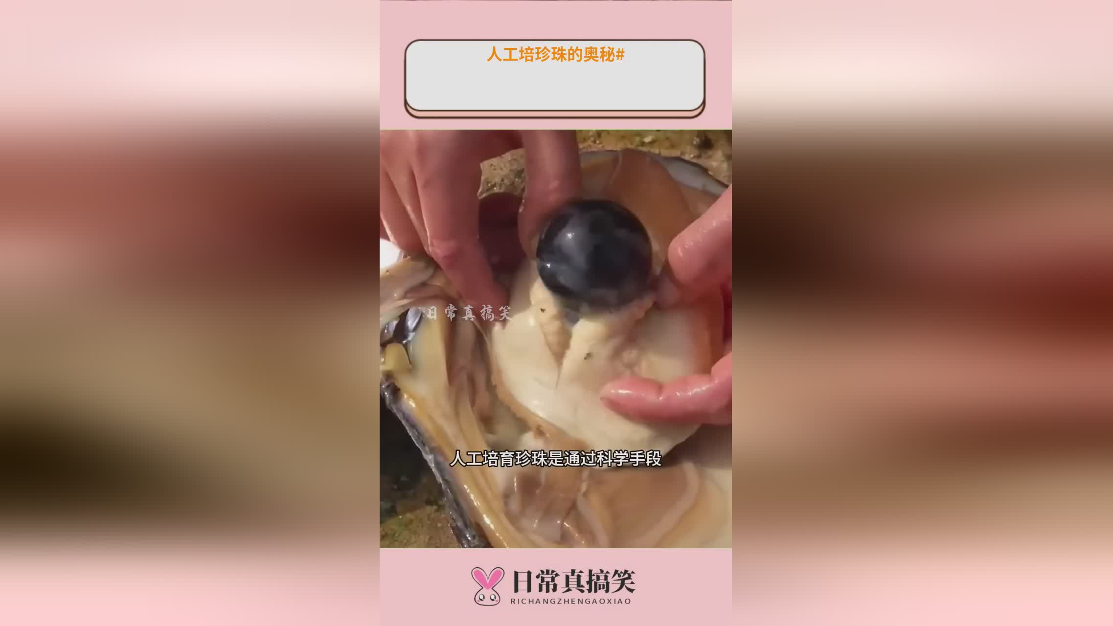 人工怎样养殖珍珠？中国的淡水养珠起源宋朝(图1)