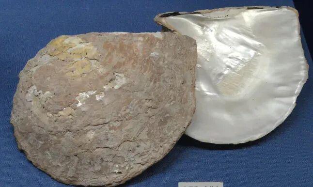 为啥核电站的副业是养珍珠?(图2)