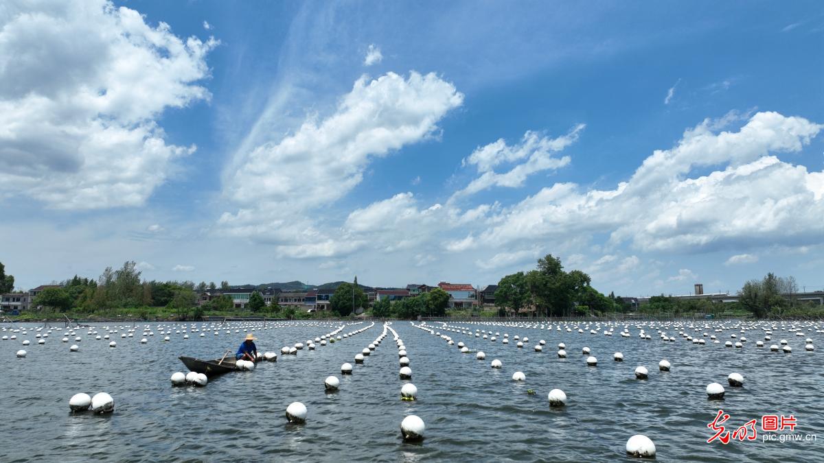 京润珍珠80余款新品京东直播间独家首发 海水珍珠圈粉热卖(图1)