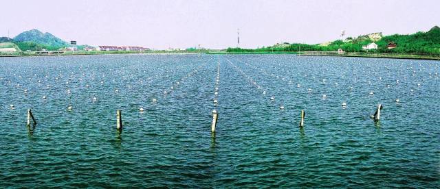 淡水珍珠蚌养殖重点技术(图1)