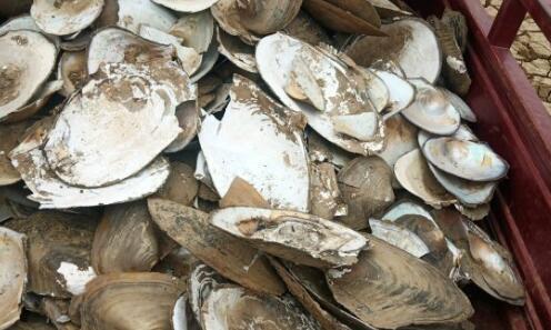 关注｜关于印发《广西中医药产业高质量发展三年行动方案（2026—2028年）》的通知（附解读）(图1)