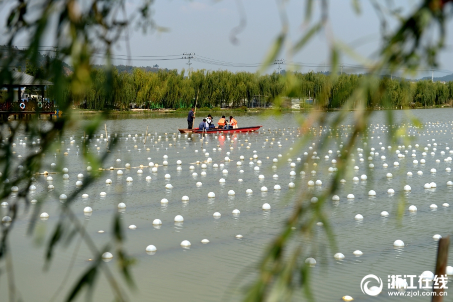 怎样养殖淡水珍珠 殖淡水珍珠如何养(图1)