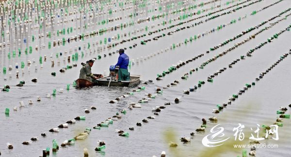 怎样养殖淡水珍珠养殖珍珠是淡水吗(图1)