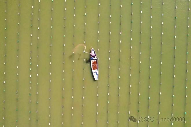 鱼蚌混养300亩产值超千万？诸暨“珍珠王子”带你探秘500亿级珍珠产业(图7)