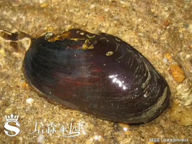 揭秘！蚌壳里的珍珠诞生记(图2)
