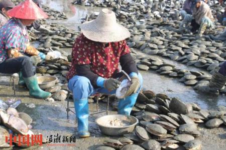 珍珠是怎么养殖的?实拍养殖过程怪不得珍珠这么贵丨生财有道(图1)