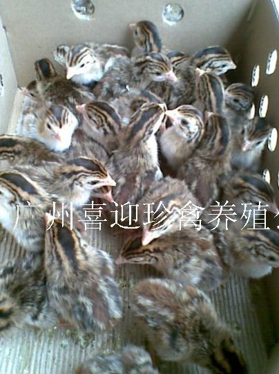 珍珠的日常养护常识(图1)