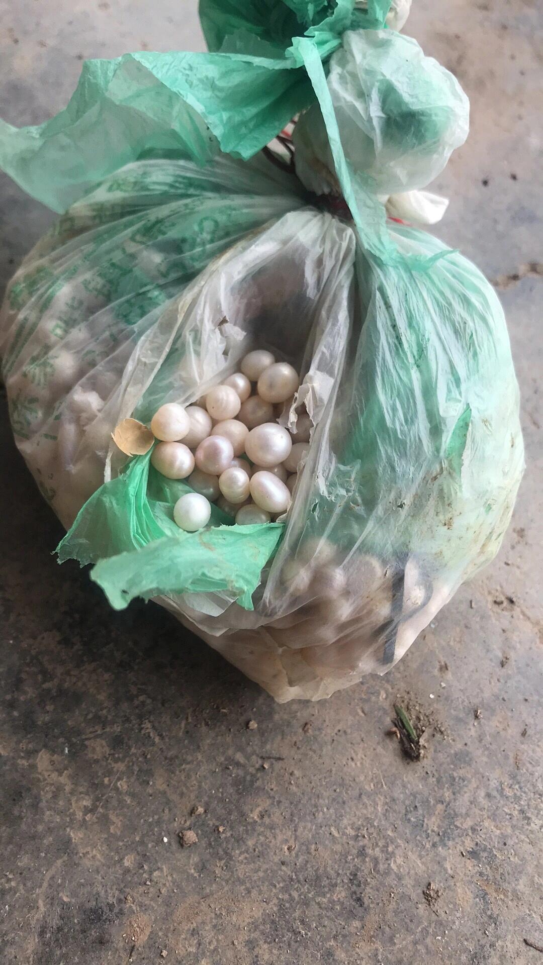 沧州大力发展现代特色农业(图1)