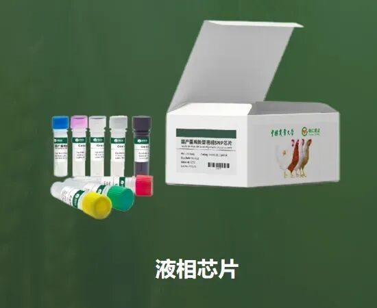 从国外垄断到全球领先中国蛋鸡逆袭了(图3)