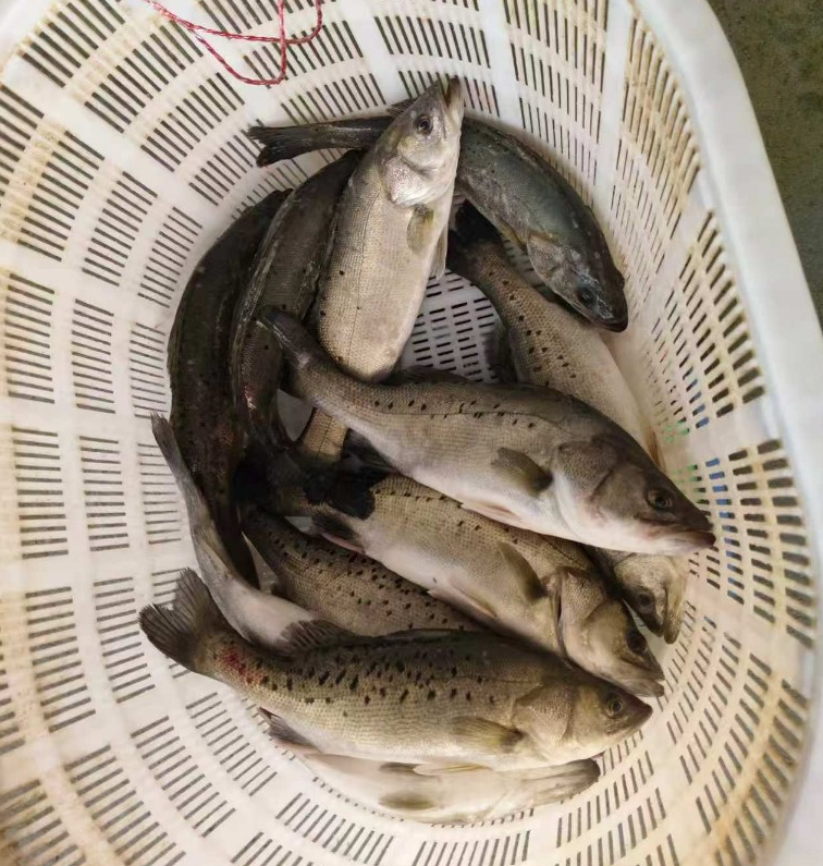 闽宁同筑梦山海续华章丨贺兰县：深化闽宁协作赋能渔业高质量发展(图4)