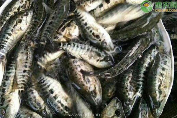 珍珠花的种植方法和注意事项珍珠花怎么种(图1)