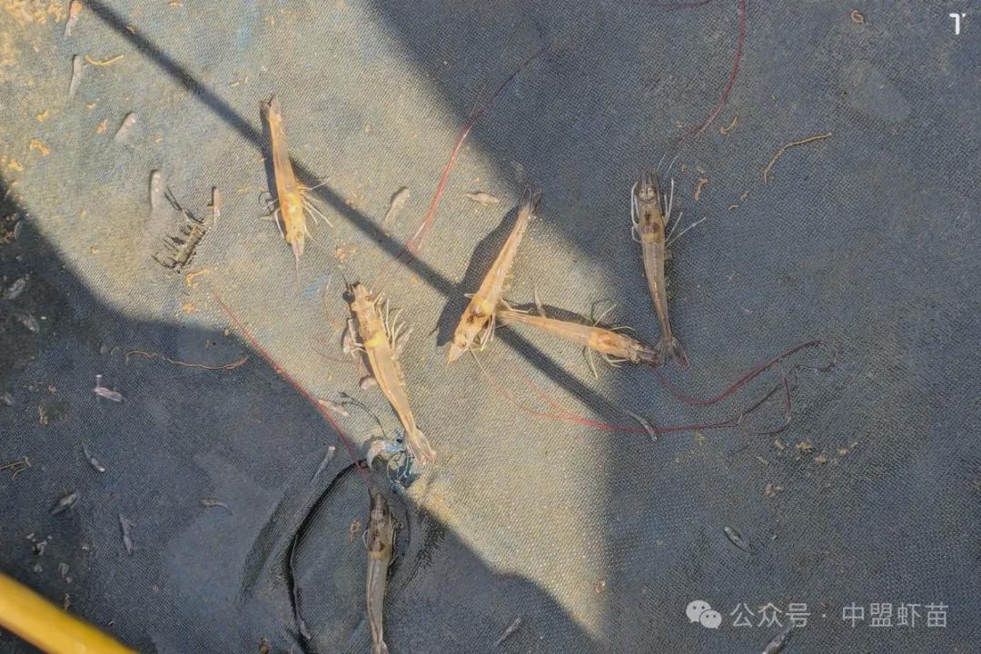 家里怎么养珍珠蚌家里养珍珠蚌方法(图1)