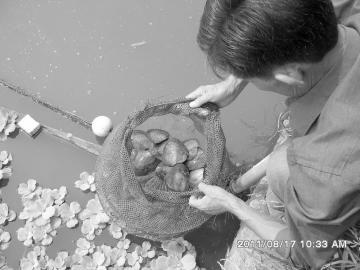 湖北梁子湖9777亩水面全面禁养珍珠(图1)